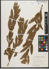 Foto von Salix triandra subsp. triandra L.